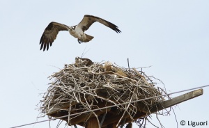 Osprey 3.jpg